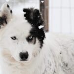 Pyhätunturi: Husky safari 5km including a farm visit - The Scenic 3-5 km Safari