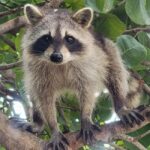 Raccoon Island: Exploration on SUP/Kayak - Practical Details