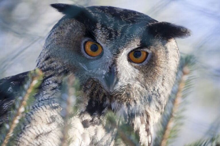 Ranua Wildlife Park Guided Tour from Rovaniemi, With Lunch - The Lunch Break and Additional Attractions