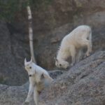 Rapid City: Black Hills Parks, Monuments & Mount Rushmore - Transportation, Duration, and Practicalities