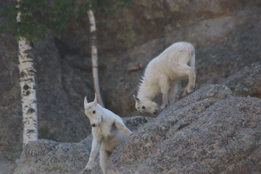 Rapid City: Black Hills Parks, Monuments & Mount Rushmore - Transportation, Duration, and Practicalities