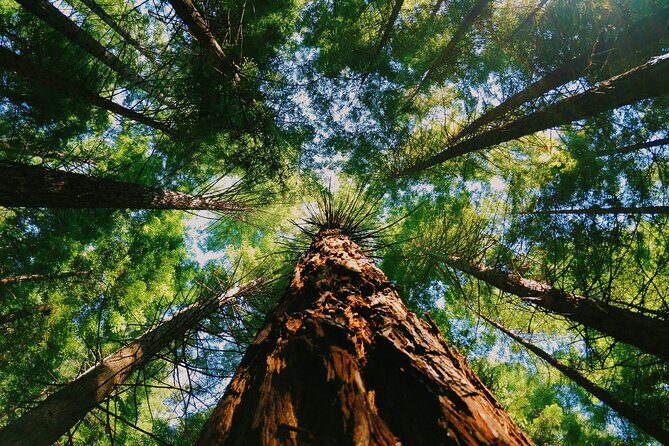 Redwoods Full-day Private Tour and Hike - Overall Impression