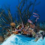Reef diving in Playa del Carmen - The Sum Up