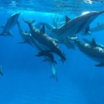 Reef Snorkel under the Captain Cook monument in Kealakekua Bay - FAQ