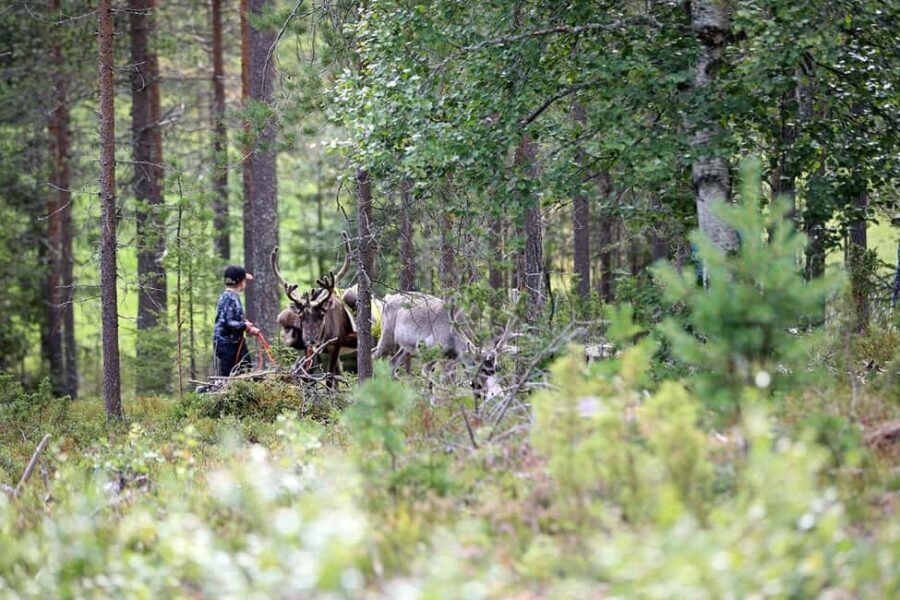 Reindeer Hike in Kuusamo nature - Who Will Appreciate This Tour?