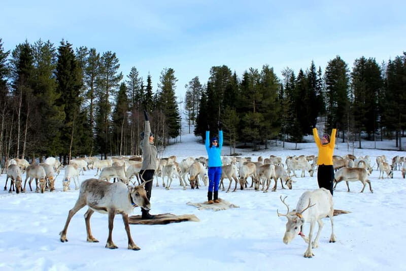 Reindeer yoga in Kuusamo - Practical Details and Value