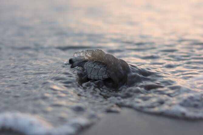Release of Sea Turtles in Camp Tortuguero - Good To Know