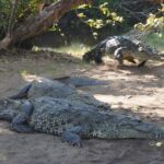 Reptile Eco Tour in Oaxacas Coastal Communities - Who Should Consider This Tour?