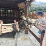 Rethymno Bal & Panormo:Cretan Experience TourSpecial Lunch - A Detailed Look at the Itinerary and Experience