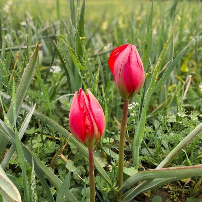 Rethymno: Flower Adventure - What Really Sets This Tour Apart?