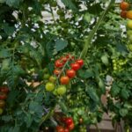 Reykjavík: Golden Circle, Friðheimar, & Laugarás Lagoon Tour - The Practicalities: What You Need to Know