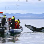 Reykjavik: Whale and Puffin Watching RIB Boat Tour - The Value of Guided Expertise