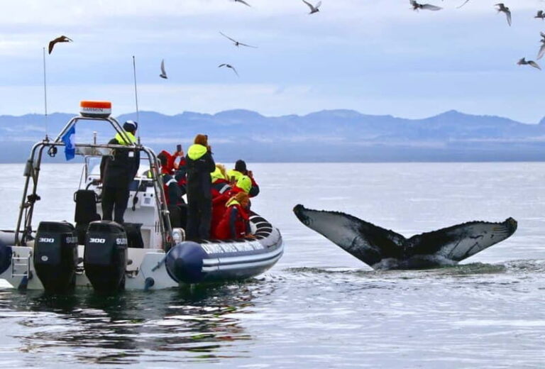Reykjavik: Whale and Puffin Watching RIB Boat Tour - The Value of Guided Expertise