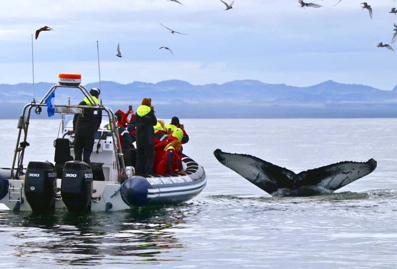 Reykjavik: Whale and Puffin Watching RIB Boat Tour - The Value of Guided Expertise
