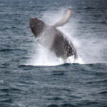 Reykjavik: Whale Watching Express - Who Should Consider This Tour?