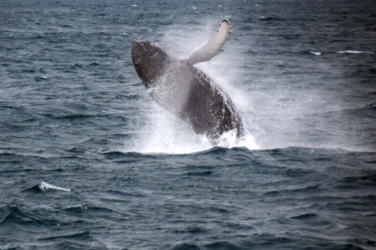 Reykjavik: Whale Watching Express - Who Should Consider This Tour?