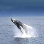 Reykjavik: Whale Watching Tour with Expert Guide - What Sets This Tour Apart