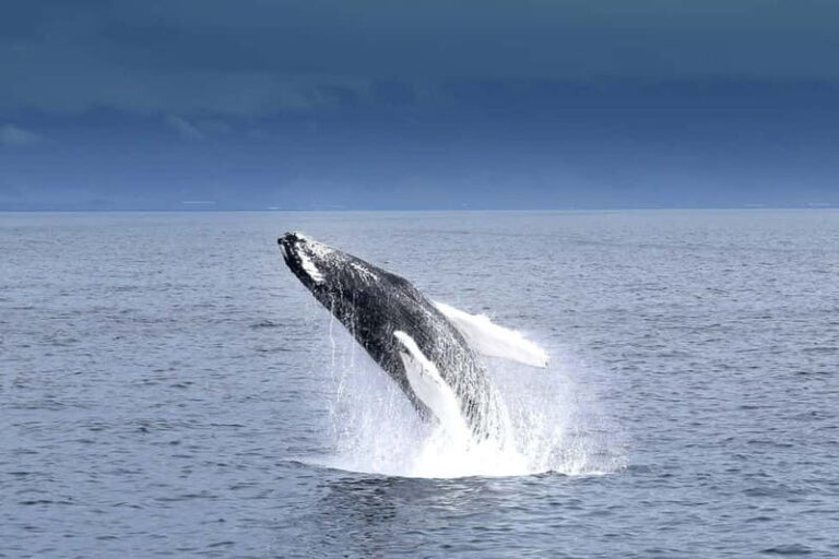 Reykjavik: Whale Watching Tour with Expert Guide - What Sets This Tour Apart