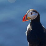Reykjavik: Whales and Puffins Express Cruise Combo Tour - Who Should Consider This Tour?