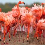 Rio Lagartos and Las Coloradas: EcoSafari Flamingo Luxury - What Makes This Tour Stand Out?