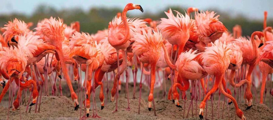 Rio Lagartos and Las Coloradas: EcoSafari Flamingo Luxury - What Makes This Tour Stand Out?