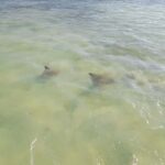 Rio Lagartos and San Felipe: Cerritos Island, adventure tour and Mayan culture. - The Final Verdict: Is It Worth It?