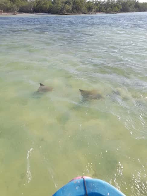 Rio Lagartos and San Felipe: Cerritos Island, adventure tour and Mayan culture. - The Final Verdict: Is It Worth It?  