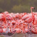 Rio Lizards and Las Coloradas Ecosafari Maya Natural Experience - Introduction to the Rio Lizards and Las Coloradas Ecosafari