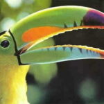 Riviera Maya: Puerto Morelos 4-Hour Bird Watching Tour - Exploring the Experience: What to Expect