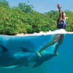 Riviera Maya: Swim with dolphins Primax - The Value of the Experience