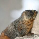 Rocky Mountain National Park Grand Lake Tour - Logistics and Value