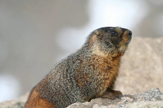 Rocky Mountain National Park Grand Lake Tour - Logistics and Value