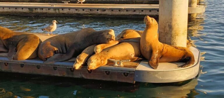 Romantic Boat Cruise with Wine & Cheese or Surprise Dinner - The Experience at a Glance