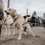 Rovaniemi: 4km Husky Cart Tour in Autumn - The Value and Cost