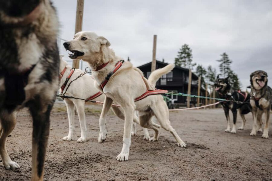 Rovaniemi: 4km Husky Cart Tour in Autumn - The Value and Cost