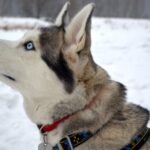 Rovaniemi: 7km Self-Drive Husky Sleigh Ride Adventure - Practical Details & What You Need to Know