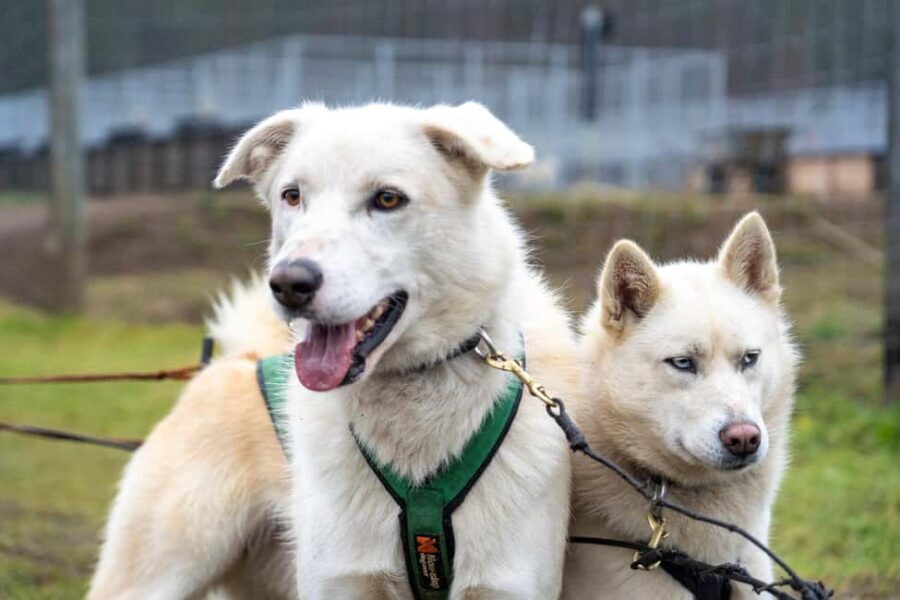 Rovaniemi: Autumn Husky Cart Ride with Hot Drink & Pickup - Evaluating Value and Practical Details