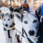 Rovaniemi: Autumn Husky Ride on Wheels - What to Expect from the Autumn Husky Ride on Wheels
