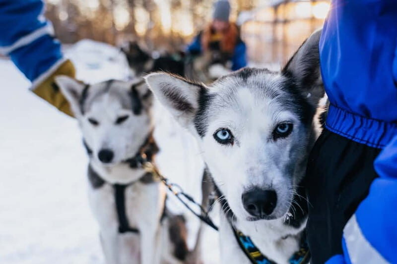 Rovaniemi: Autumn Husky Ride on Wheels - What to Expect from the Autumn Husky Ride on Wheels