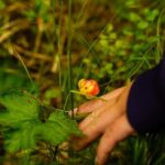 Rovaniemi: Berry and Mushroom Picking with Wilderness Guide - The Foraging Experience