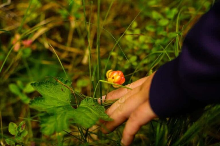 Rovaniemi: Berry and Mushroom Picking with Wilderness Guide - The Foraging Experience