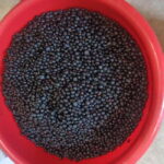 Rovaniemi: Berry Picking Tour with Traditional Laavu - Setting the Scene: A Forest Walk with a Delicious Twist