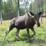 Rovaniemi: Day Trip to Ranua Wildlife Park - How the Tour Commences