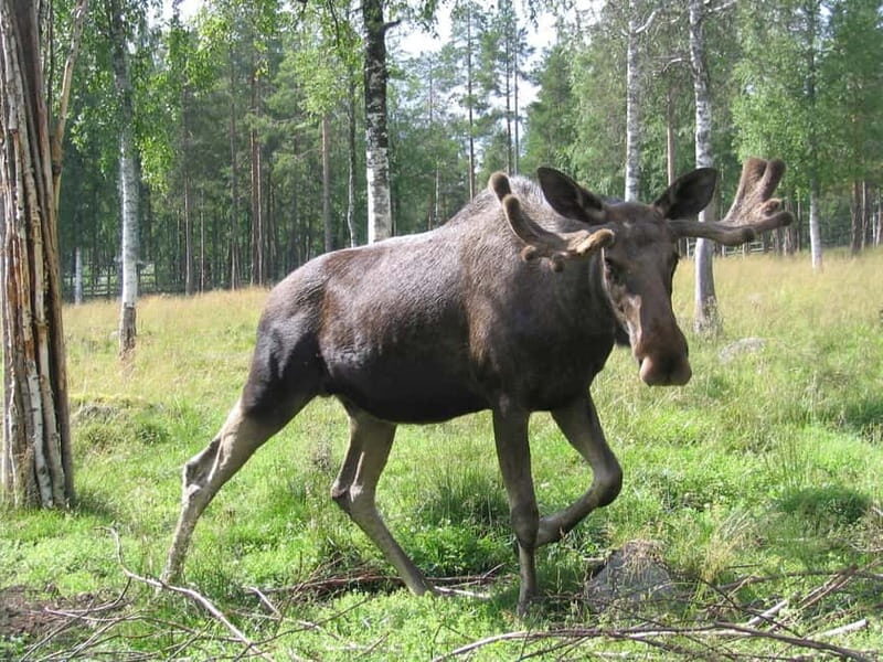 Rovaniemi: Day Trip to Ranua Wildlife Park - How the Tour Commences