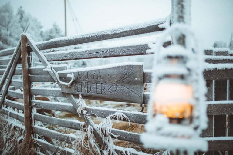 Rovaniemi: Early Winter Reindeer Sleigh Ride 1-2 km - Additional Details and Tips