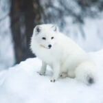 Rovaniemi: Full-Day Highlights Tour with Buffet Lunch - Overall Value and Suitability