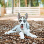 Rovaniemi: Husky Farm Visit - What to Expect During Your Husky Farm Visit