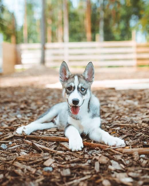 Rovaniemi: Husky Farm Visit - What to Expect During Your Husky Farm Visit