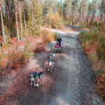 Rovaniemi: Husky Safari & Campfire BBQ  610 km SelfDrive - Practical Details and What to Expect