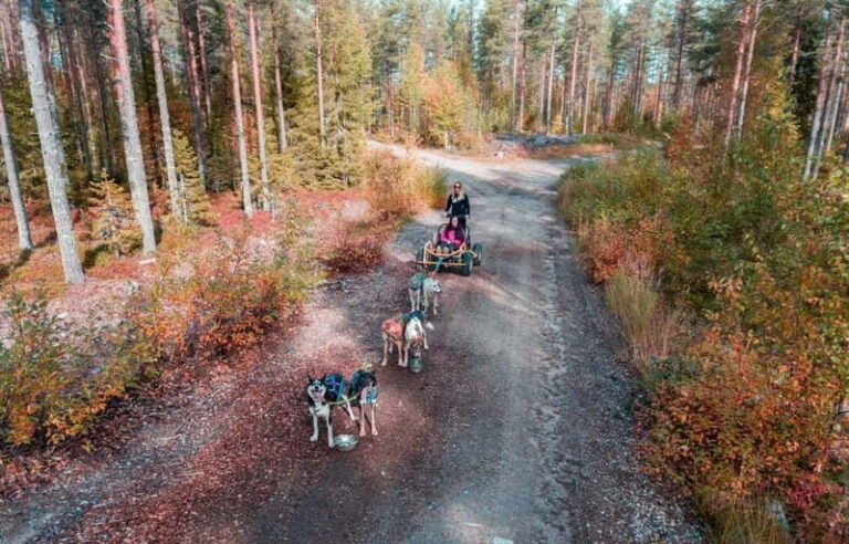 Rovaniemi: Husky Safari & Campfire BBQ  610 km SelfDrive - Practical Details and What to Expect